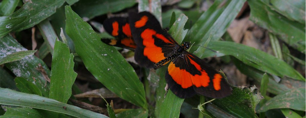 butterfly species in Semuliki