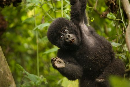 A baby mountain gorilla. Part of what to see on your Uganda or Rwanda Safari Tour