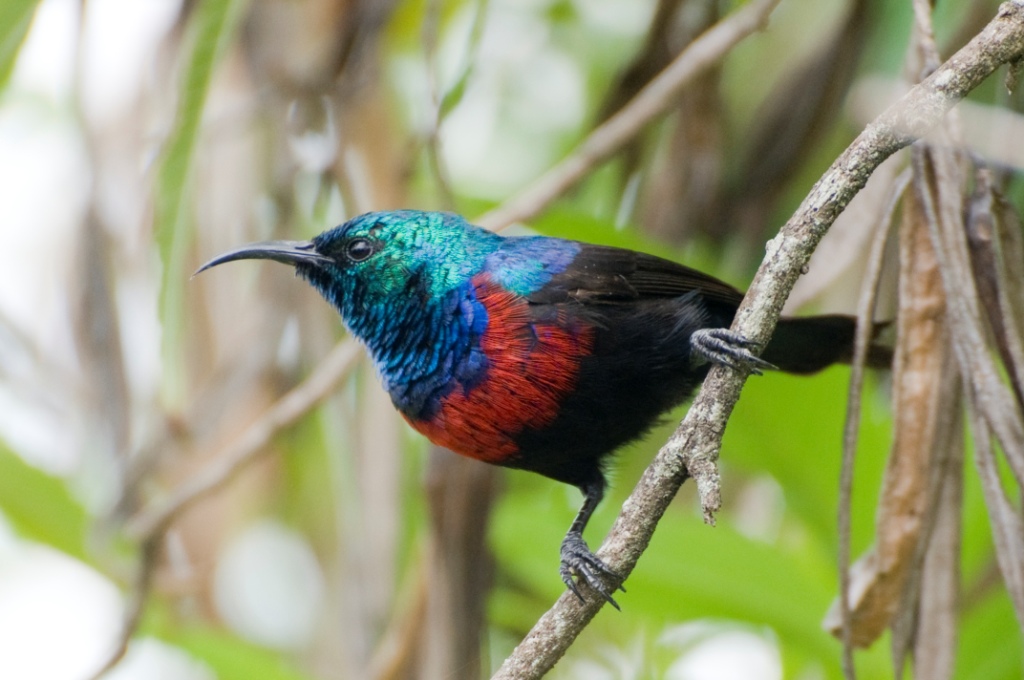 A red-chested sunbird is one of the birds to see while birding in Semuliki National Park