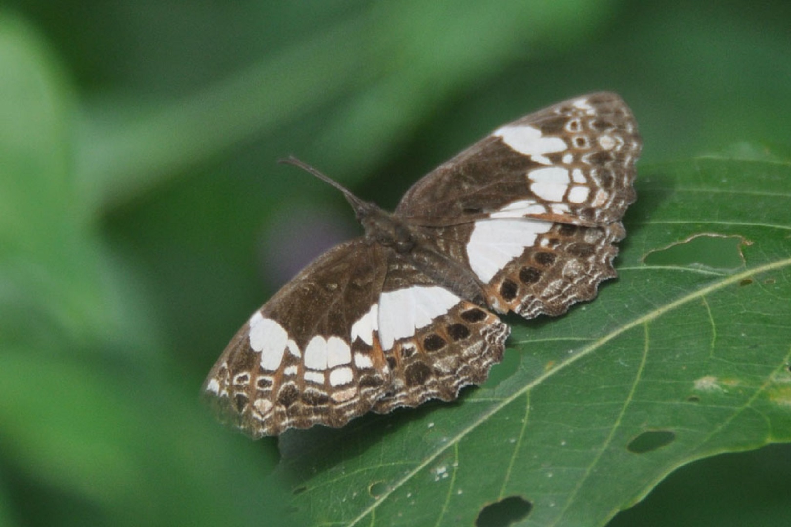 Butterfly species in Semuliki National Park