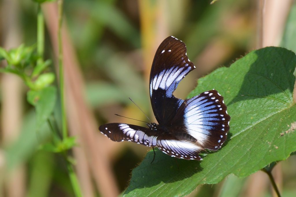 Butterflies of Semuliki National Park
