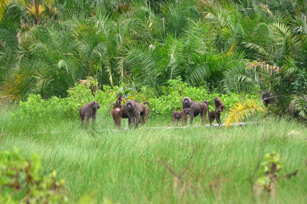 Olive baboons are some of the primates to be spotted in Semuliki National Park