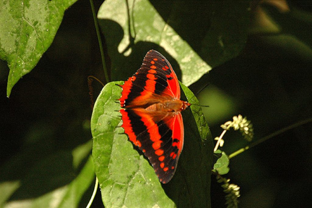Butterflies in Semuliki National Park