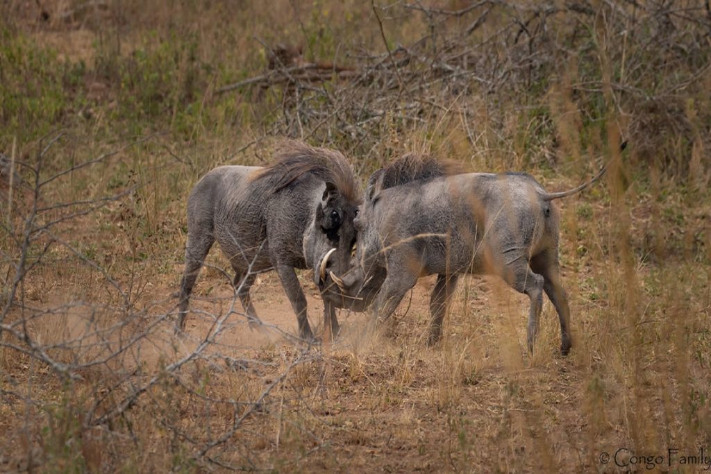 Warthogs fighting for territory in Semuliki National Park, part of what to see on discover Semuliki tour