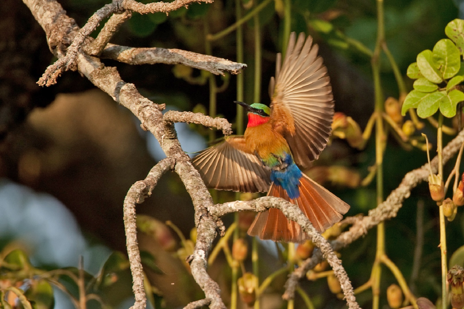 Birding and Bird species in Semuliki National Park, Uganda