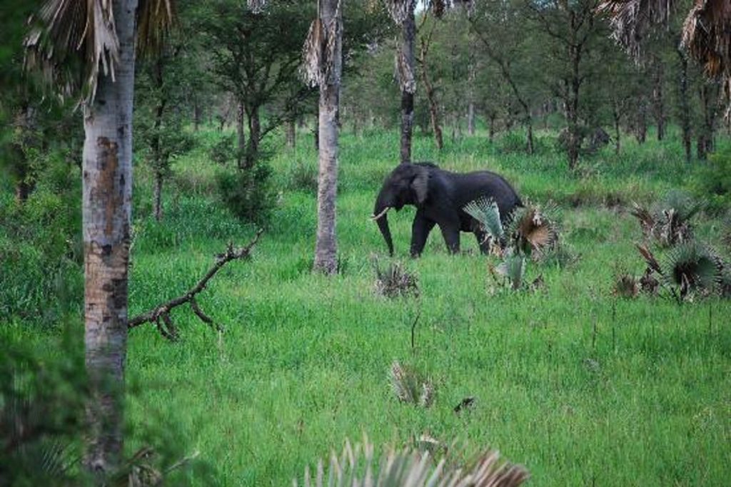 An encounter of a smaller forest African elephant in Semuliki National Park, part of Semuliki Kibale Chimpanzee Safari