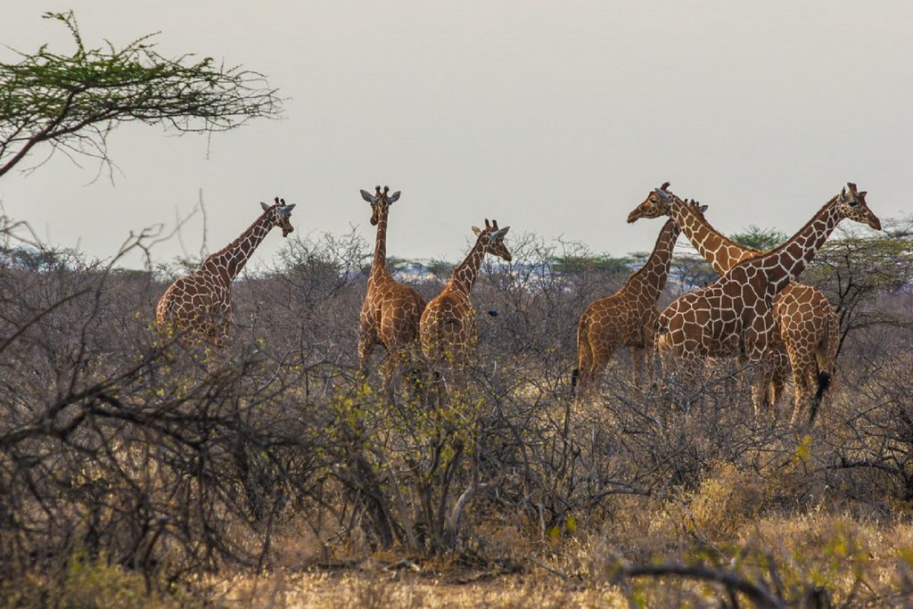 An encounter with Giraffes of Semuliki Wildlife Reserve, part of your Semuliki Wildlife and culture tour