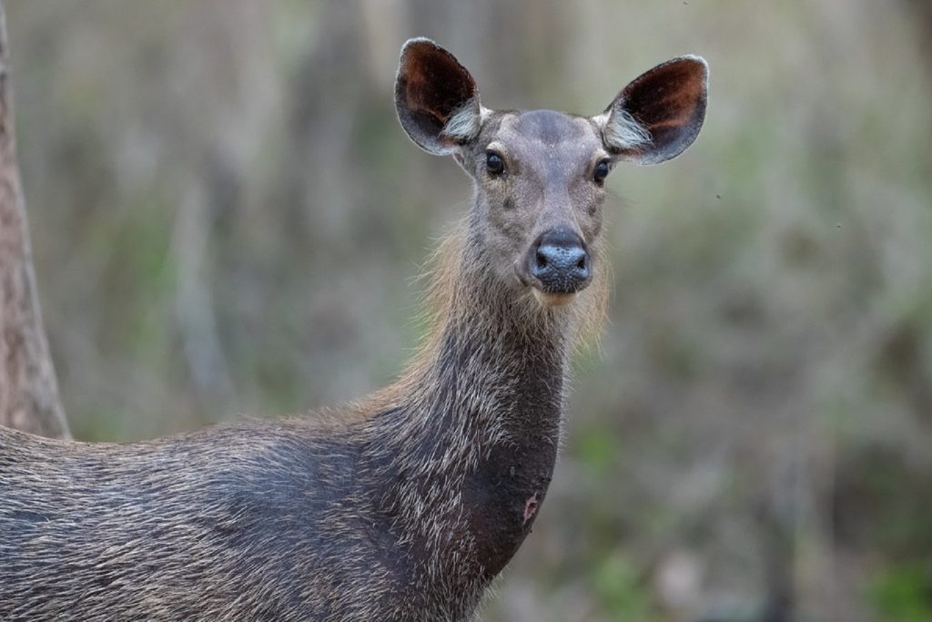 One of the rare forest antelopes to find in Semuliki National Park.