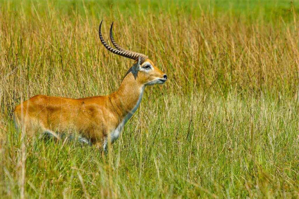 Antelopes of Semuliki National Park, part of the wildlife to encounter on your budget Semuliki tour