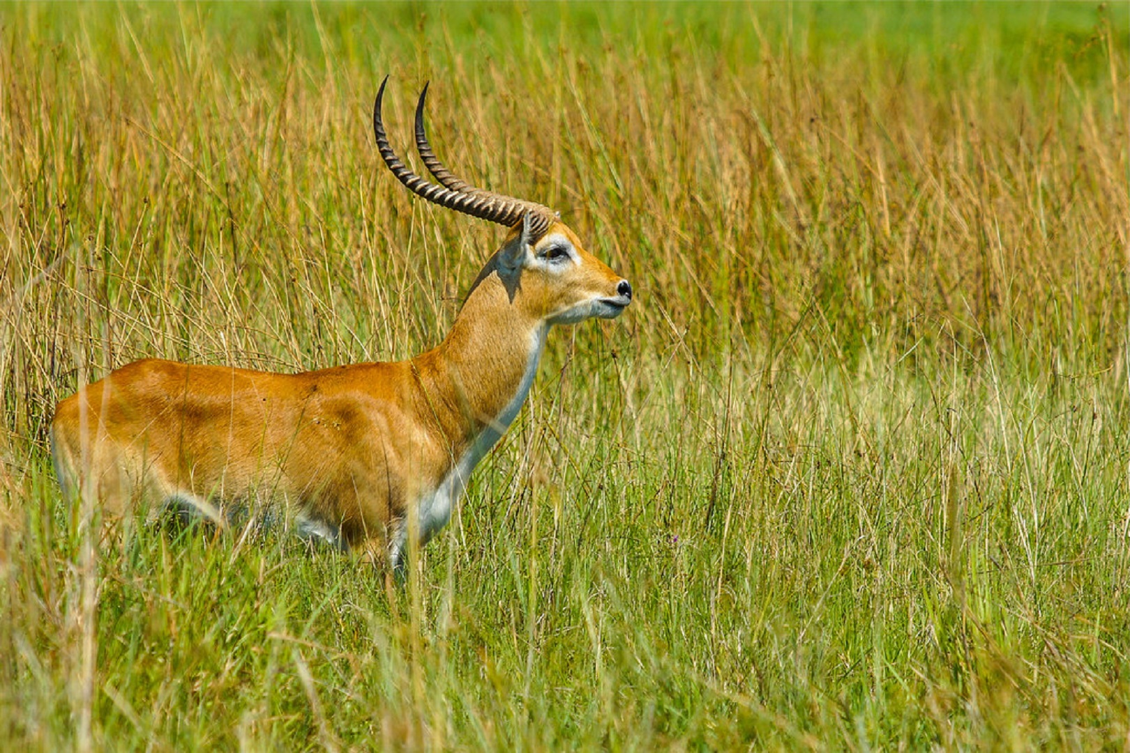 An image of a Ugandan kob, one of the antelopes to see on your luxury wildlife safari to Semuliki National Park