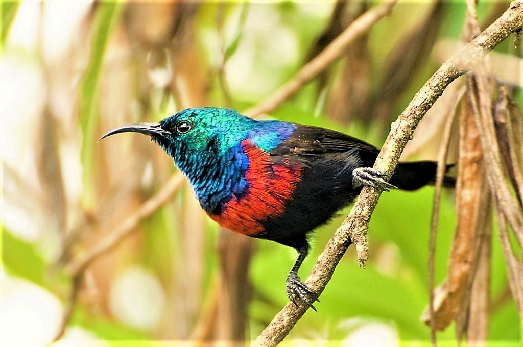 Bird species in Semuliki National Park include the Red-chested-Sunbird