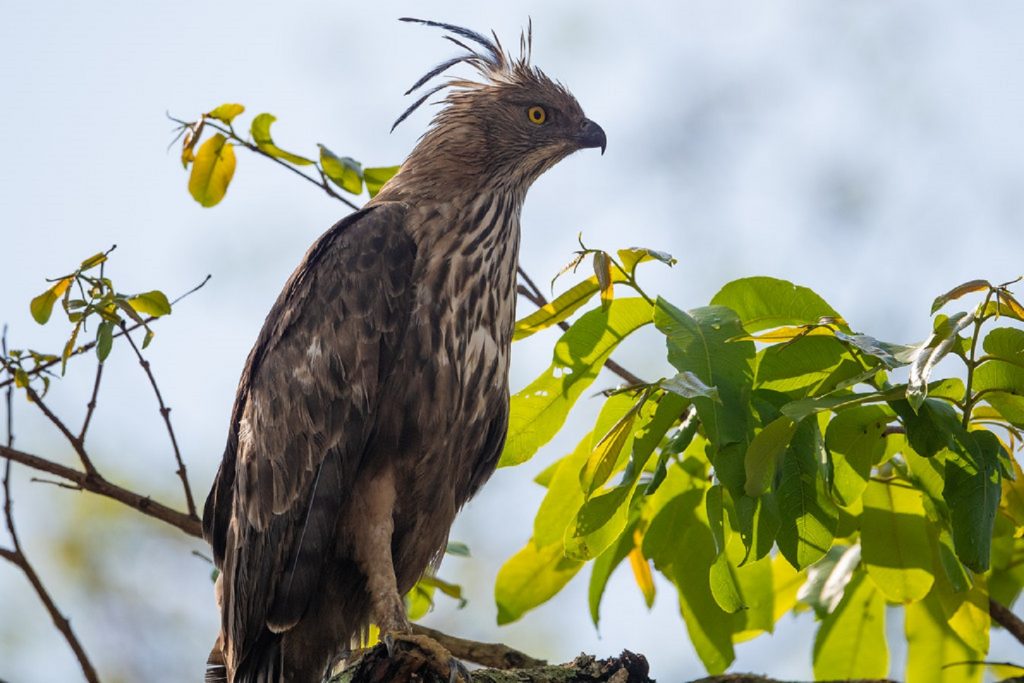 Crested Eagle. One of the birds to find in Semuliki National Park near Lake Albert