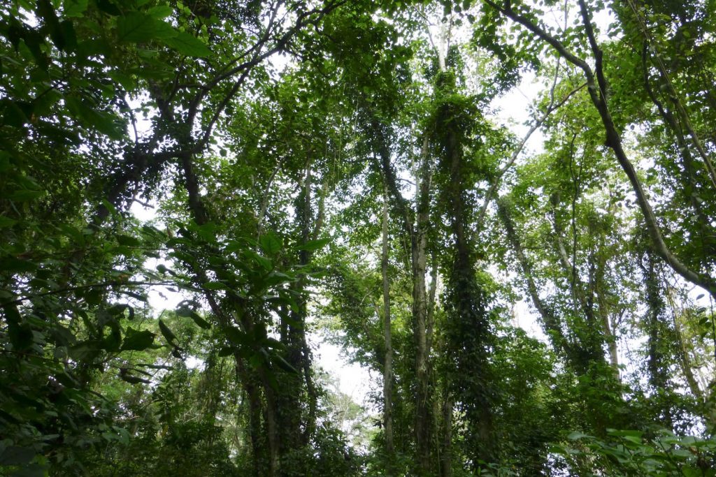 Semuliki Vegetation