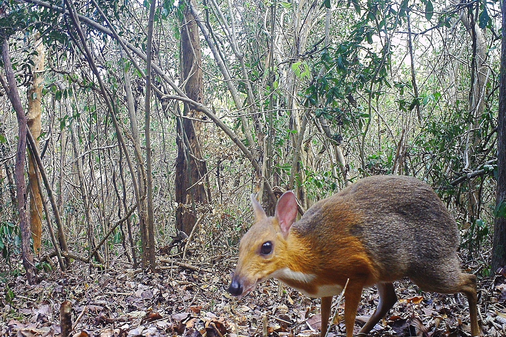 Peculiar water Chevrotain, known as the 'fanged deer'