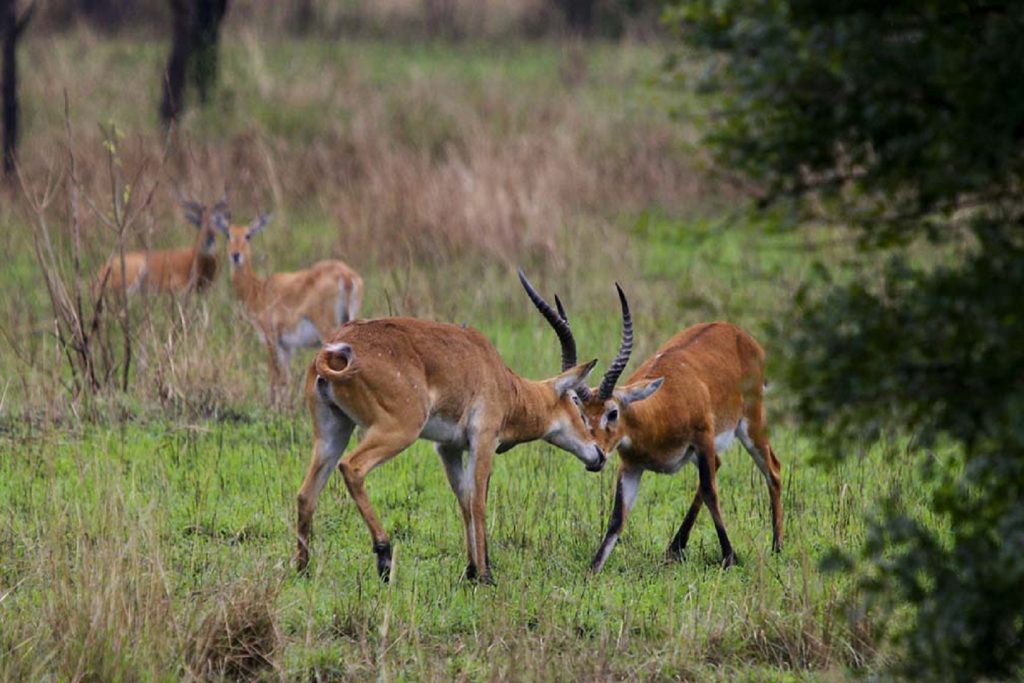Image of wrestling kobs, part of what to encounter on your wildlife  tour to Semuliki National Park.