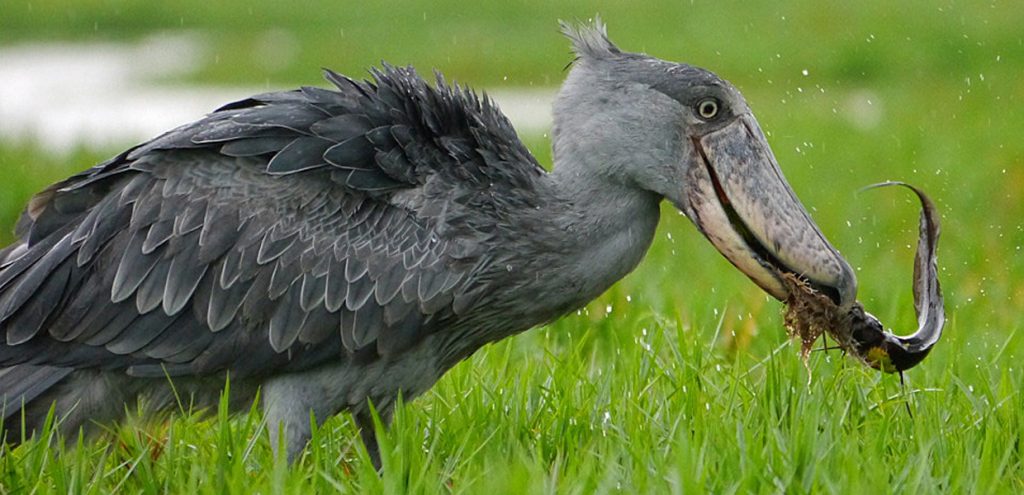 A shoebill catching its meal for the day. One of the experiences while birding in Semuliki National Park