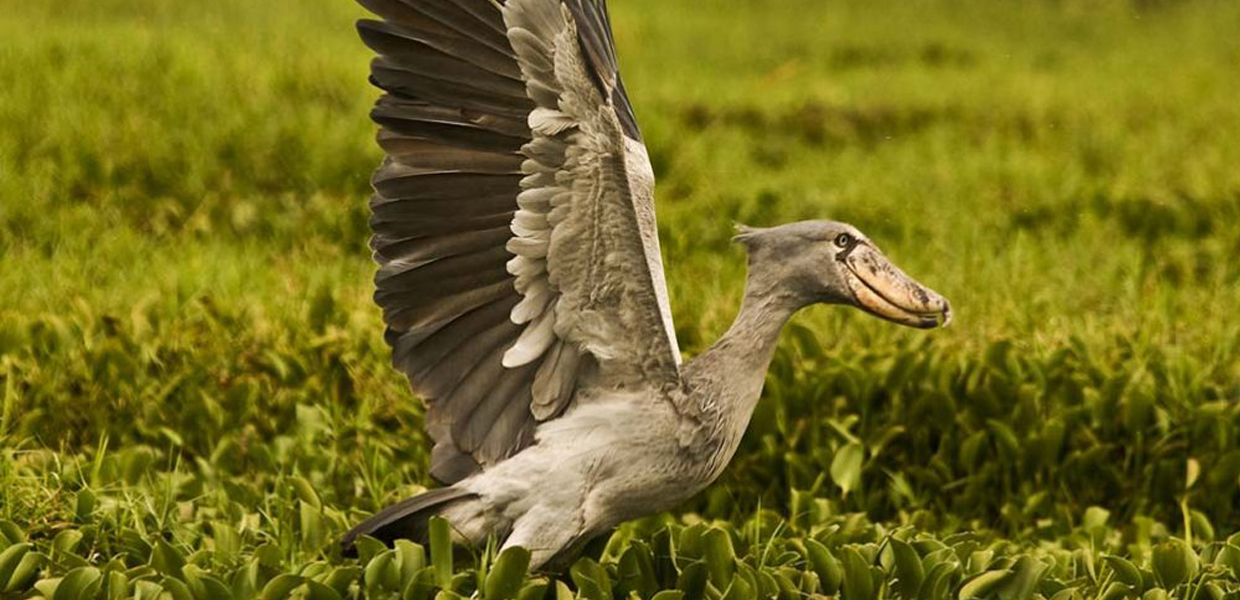 A shoebill flapping its wings in the wetlands of Semuliki National Park