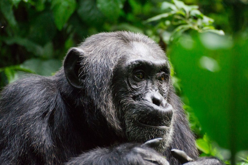 A closer look at an adult Chimpanzee, one to encounter on your Uganda Chimpanzee Gorilla Habituation Tour