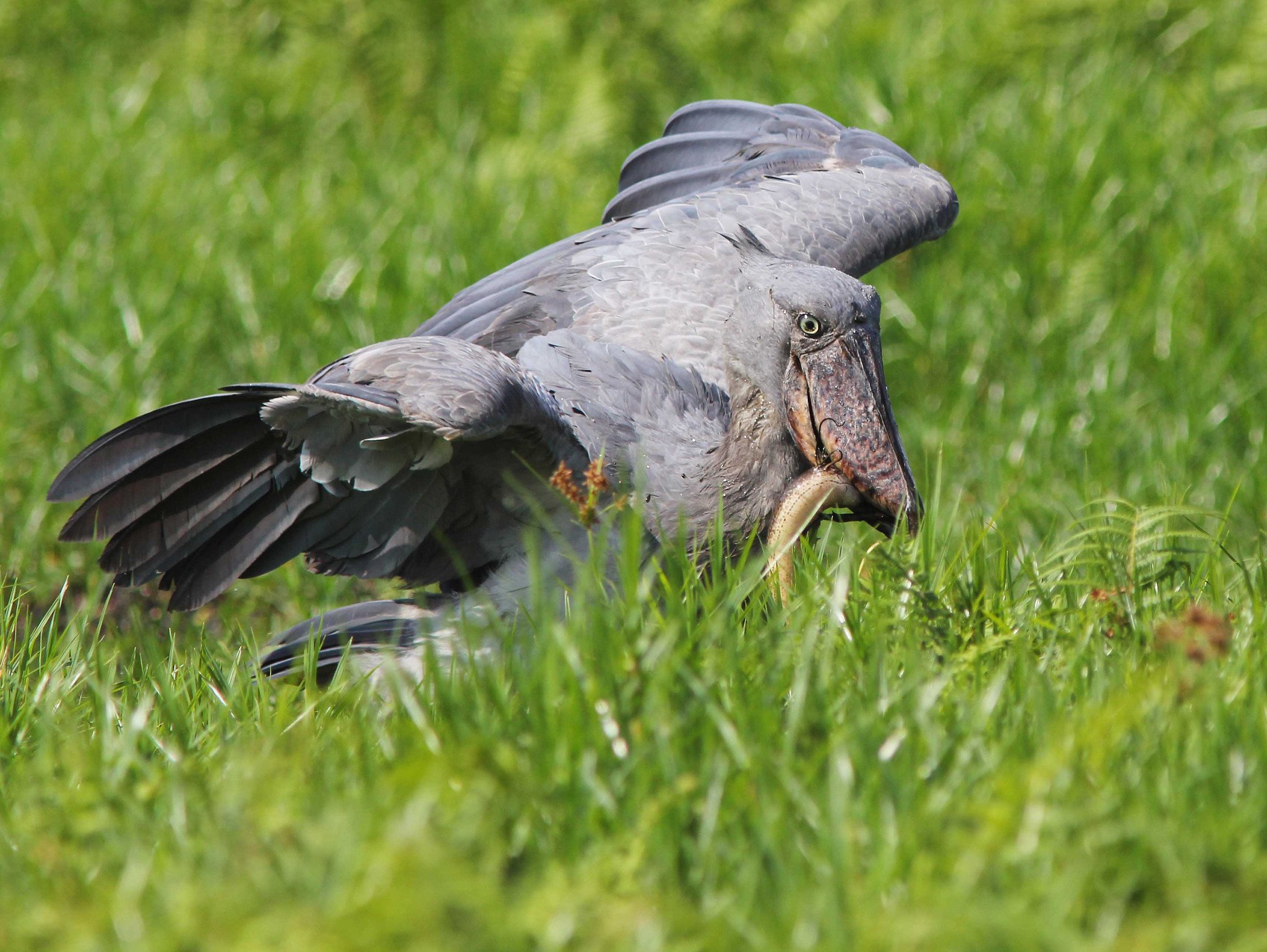 A shoebill stork spotted in Semuliki Wildlife reserve