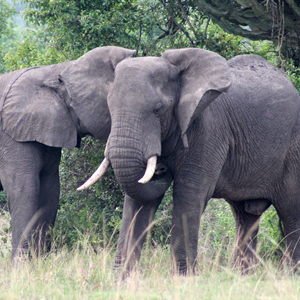 Closer encounter with African giant Elephants to find in Semuliki National Park