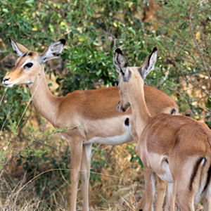 Juvenile Uganda Kobs.