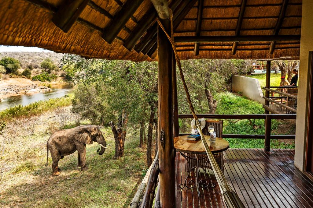 Viewing a forest dwarf-sized elephants at Nyati Game Lodge