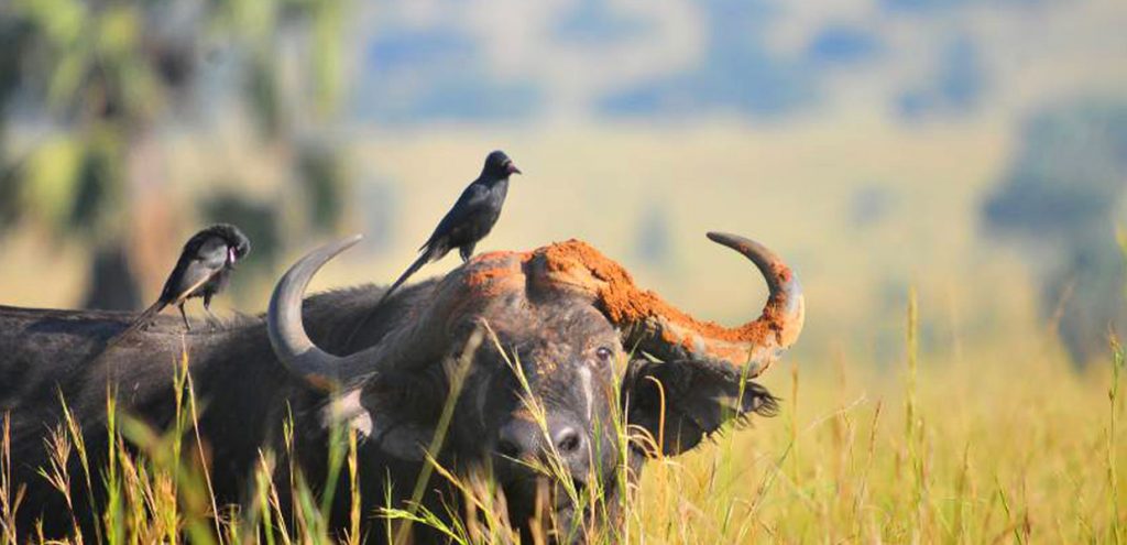 Birding meets wildlife experience in top birding destinations in Uganda, part of what to encounter on your gorilla safari in Uganda.