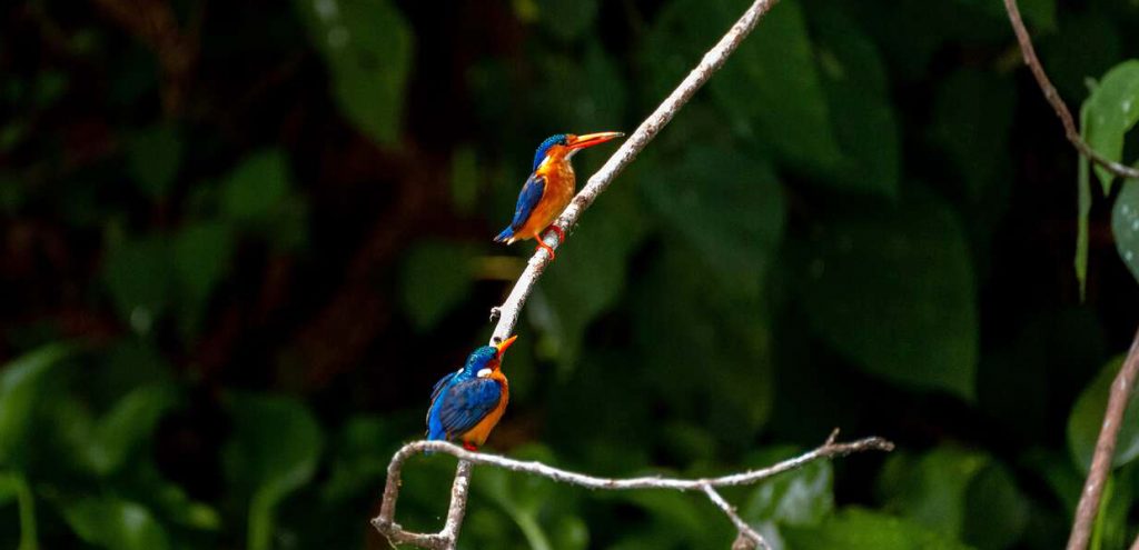 Birding in Bwindi Impenetrable Forest National Park. Credit BukectListly blog
