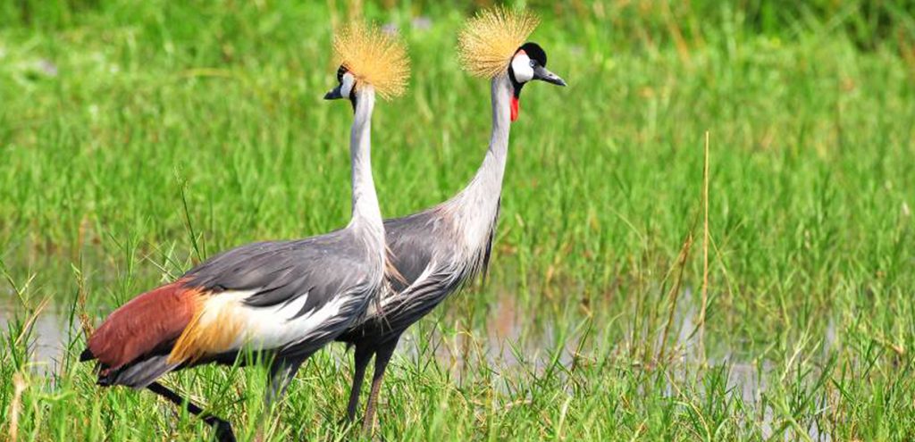 Famous grey crowned cranes, Uganda's national bird