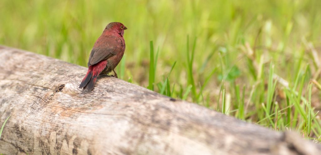 Birding at Lake Chahafi in Mgahinga Gorilla National Park