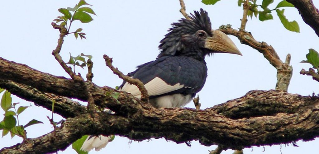 Piping hornbill, one to stop in forest birding destinations in Uganda