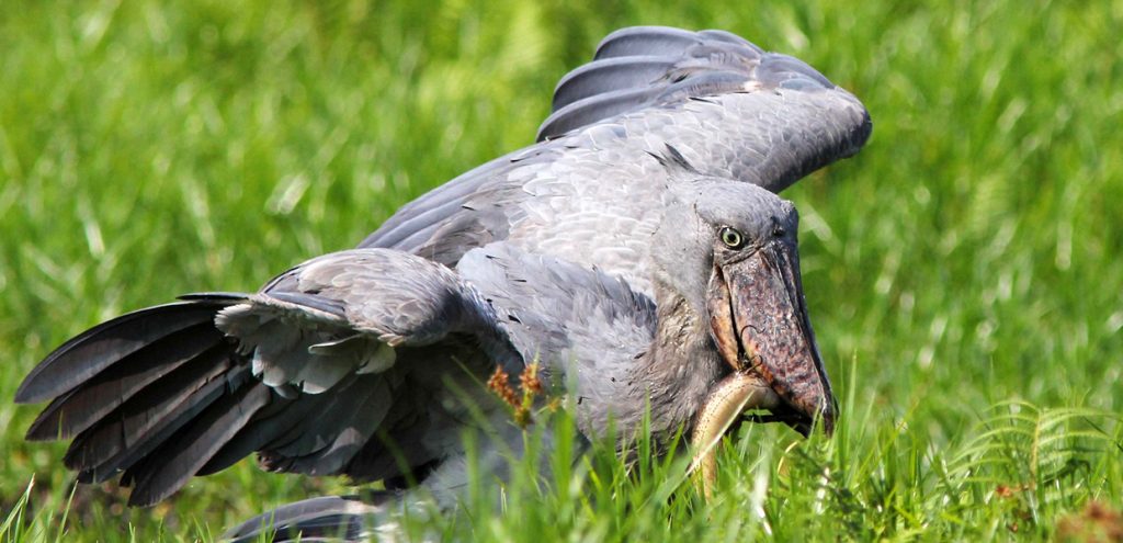 Shoebill stork, one of the most sought for bird species in Uganda. One to find in a few birding destinations in Uganda.