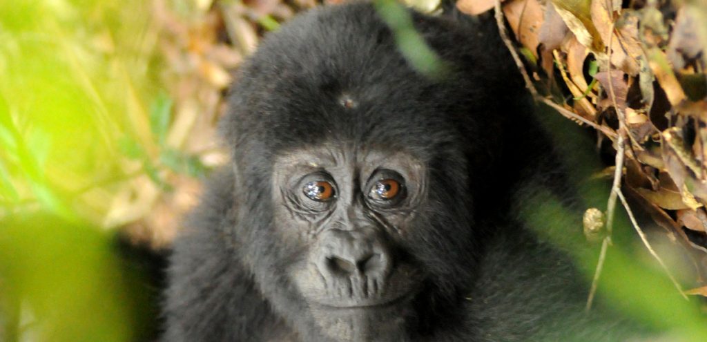 A closer look in the eyes of a baby mountain gorilla, part of what to encounter on your Uganda gorilla safari