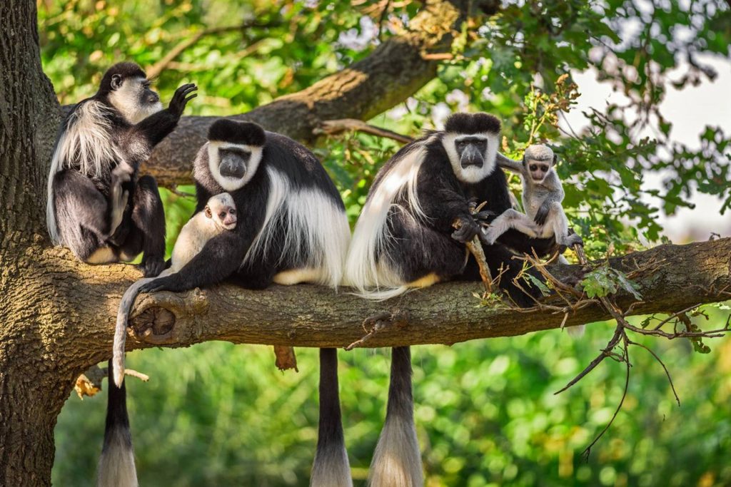 Black and white colobus monkeys (guereza) are some of the primates in Semuliki National Park. Credit: Guereza Canopy Lodge