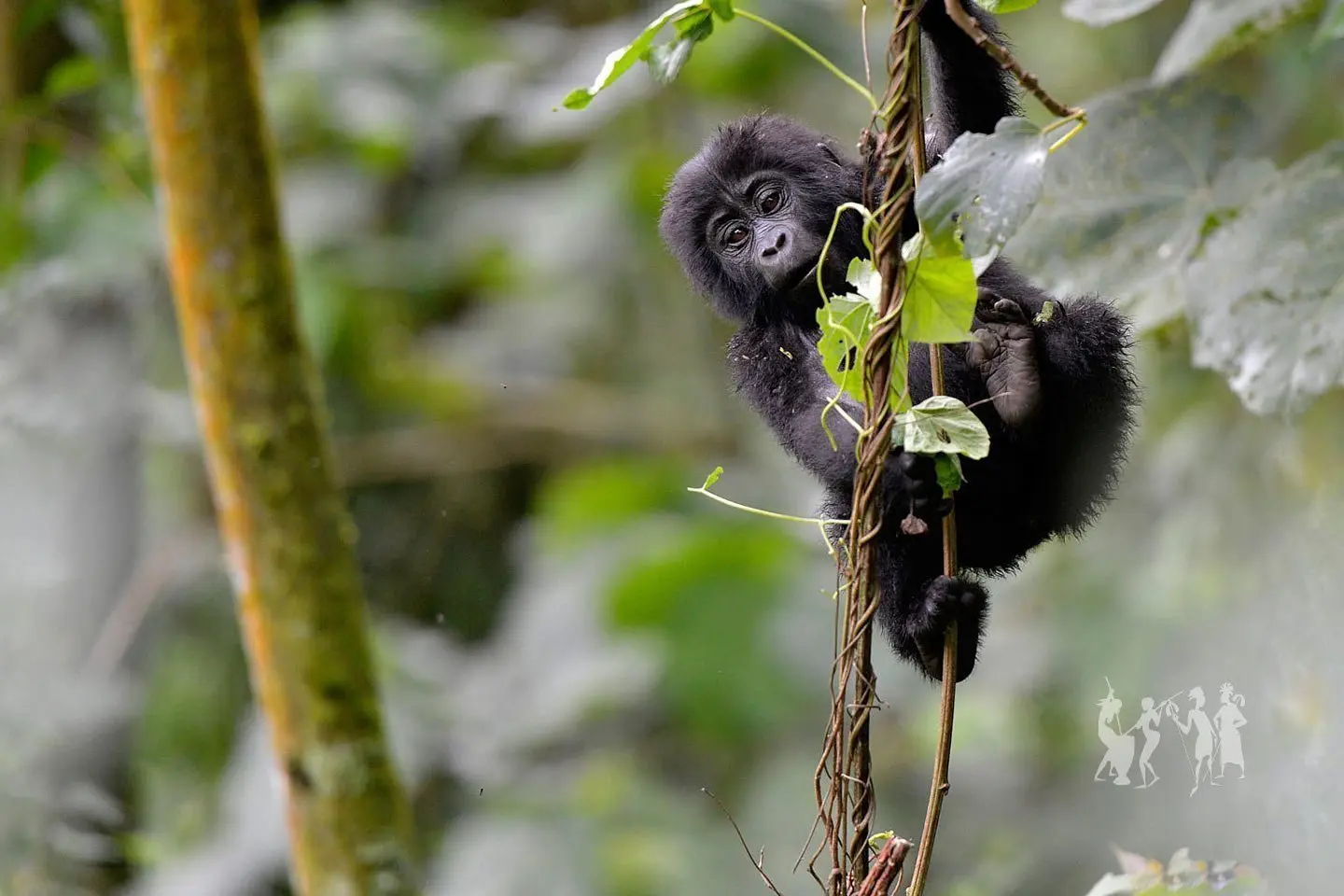 Young gorilla climbing in Bwindi Impenetrable Forest