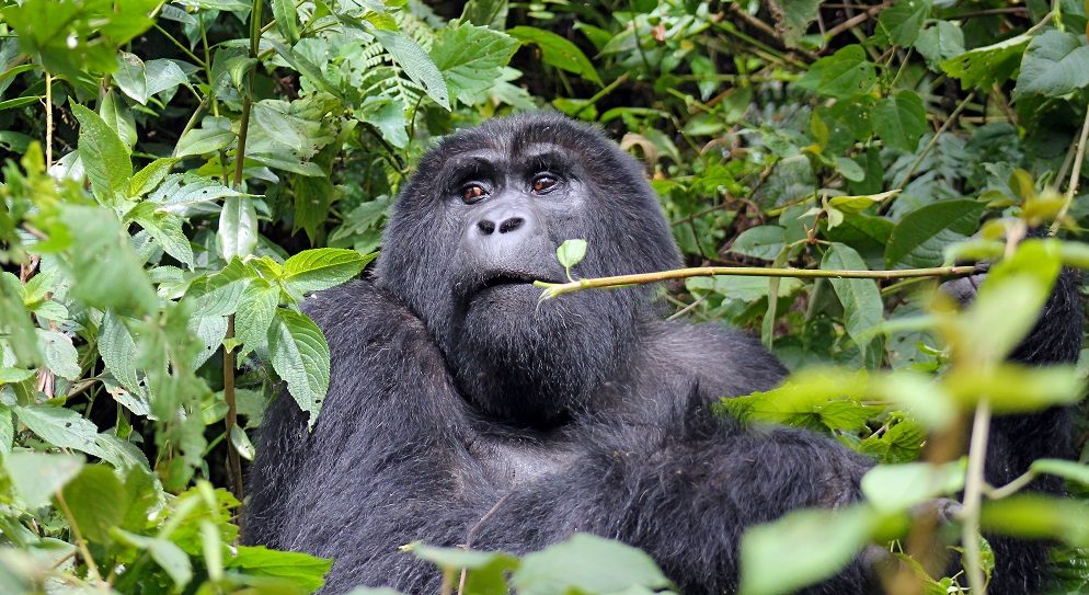 A closer look at a female Mountain gorilla, part of what to encounter on your gorilla safari in Uganda.