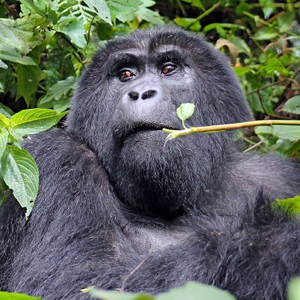 A closer look at the mighty mountain gorilla