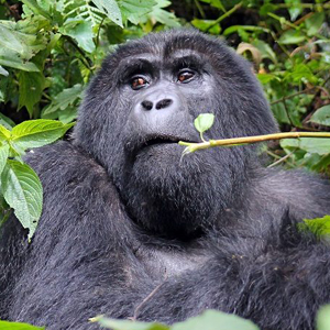 A closer look at the mighty mountain gorilla