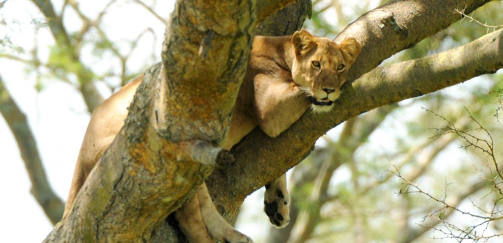 Views of a tree climbing lion in Ishasha sector of Queen Elizabeth National Park.