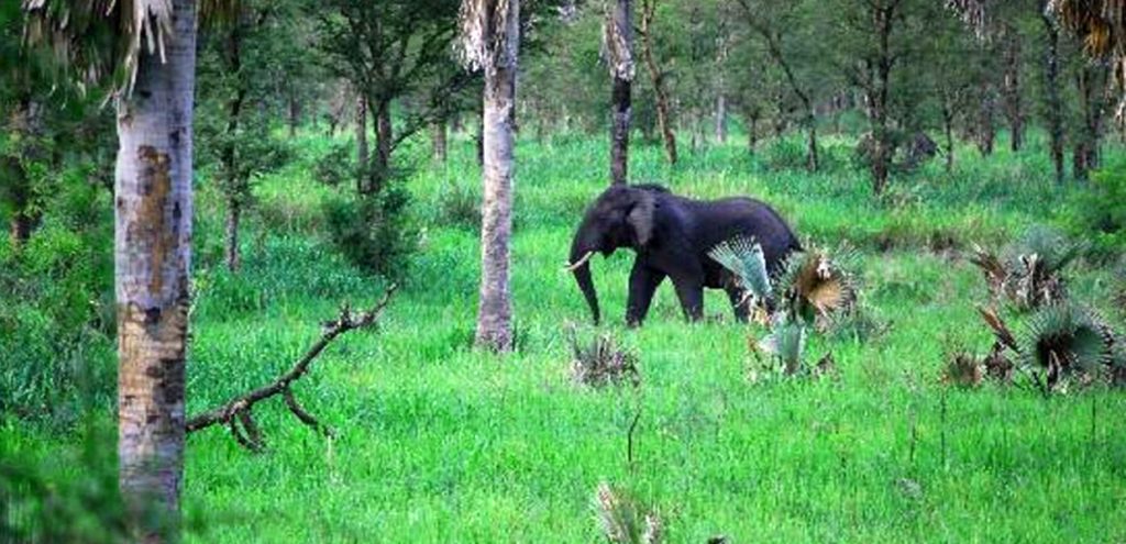 A dwarf forest elephant spotted in Bwamba Forest, Semuliki National Park